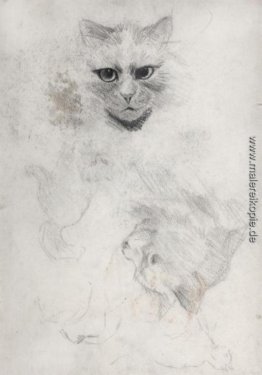 Dunkeläugige CAT