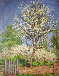 Apfelbaum in voller Blüte