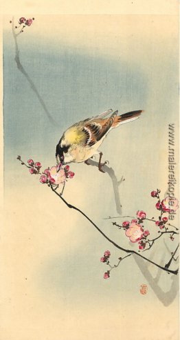 Songbird auf Pflaumenblüte