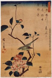 Kamelie und Bush-Trällerer Kamelie und Bush-Trällerer