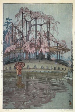 Yozakura in Regen