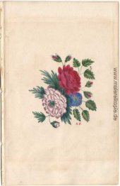 Blumen-Blüten-Study