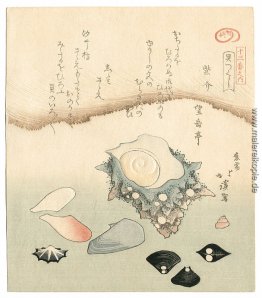 Seashells
