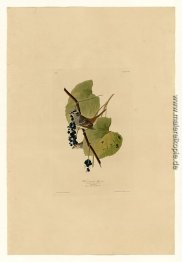 Platte 114 Weiß-gekrönter Spatz Platte 114 Weiß-gekrönter Spatz