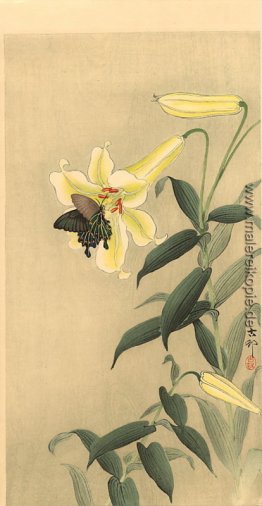 Schmetterling und Lilie