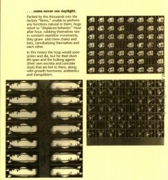 Schweinefleisch 6 Schweinefleisch 6