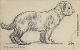 Study of a puppy