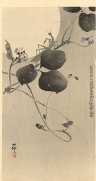 Gottesanbeterin Gottesanbeterin