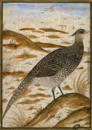 Himalayan cheer Fasan Himalayan cheer Fasan