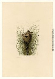 Platte 175 Nuttall wenig-Sumpf-Zaunkönig