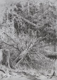 Im Wald. Baumstamm Im Wald. Baumstamm