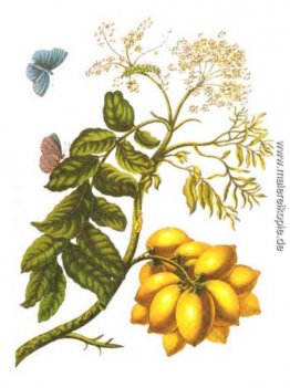 von Metamorphosis insectorum Surinamensium, Teller XIII. (Spondi