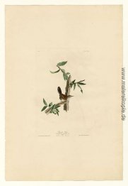 Platte 18 Bewicks Wren