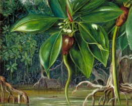 Ein Mangroven-Sumpf in Sarawak, Borneo