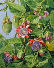 Blumen und Früchte der Maricojas Passion Flower, Brasilien