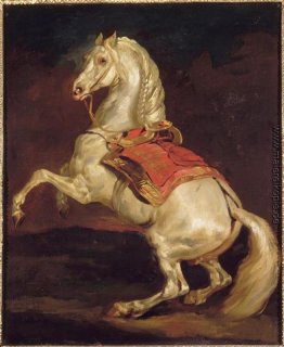 Napoleons Stallion, Tamerlan