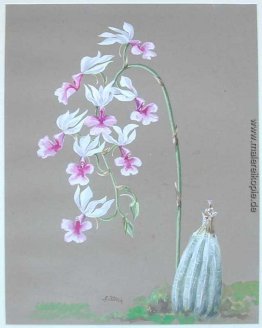 Weiße Orchideen