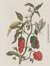 Metamorphosis insectorum Surinamensiam