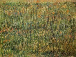 Weide in der Blüte