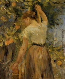 Junge Frau-Sammeln-Orangen Junge Frau-Sammeln-Orangen