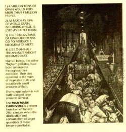 Schweinefleisch 3 Schweinefleisch 3