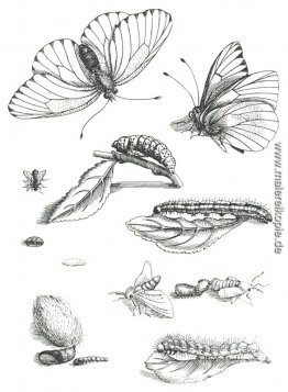 Platte LXXXV von Erucarum Ortus Alimentum et Paradoxa Metamorpho