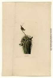 Platte 100 Marsh Wren Platte 100 Marsh Wren