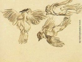 Studien eines toten Spatz