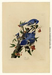 Platte 102 Blue Jay Platte 102 Blue Jay