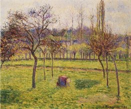 Apfelbäume in einem Feld