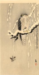 Habicht auf schneebedeckten Zweig Habicht auf schneebedeckten Zweig