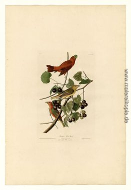 Platte 44 Sommer-roter Vogel
