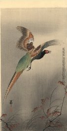 Fasan im Flug Fasan im Flug