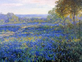 Fields of Bluebonnets