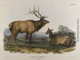 Amerikanischen Elk