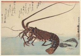 Crayfish und zwei Garnelen