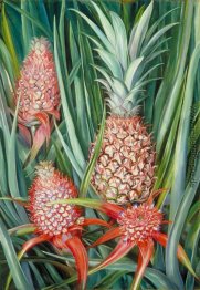 Wilde Pine Apple in Blüte und Frucht, Borneo Wilde Pine Apple in Blüte und Frucht, Borneo