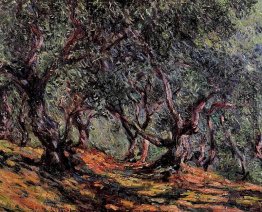 Olivenbäume in Bordigher