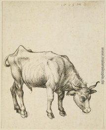 Junge Steer Junge Steer