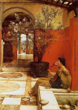 Ein Oleander