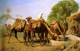 Kamele am Brunnen