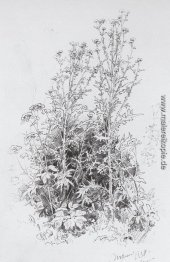 Wildblumen Wildblumen