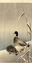 Stockenten im Schnee Stockenten im Schnee