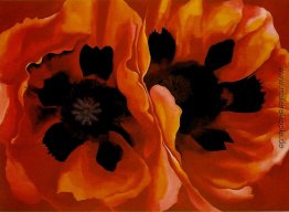 Orientalische Mohnblumen