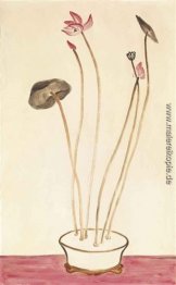 Rosa Lotus- Rosa Lotus-