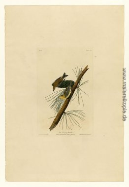 Platte 140 Pine Creeping Warbler