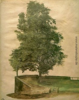 Lindenbaum auf einer Bastion