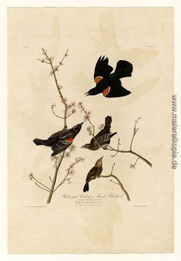 Platte 67 Red-winged Starling oder Marsh Blackbird