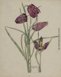 Fritillaria Fritillaria