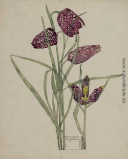 Fritillaria